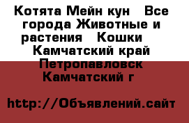 Котята Мейн кун - Все города Животные и растения » Кошки   . Камчатский край,Петропавловск-Камчатский г.